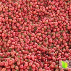 莘县燕店许岩鲁1月京丹2号圣女果