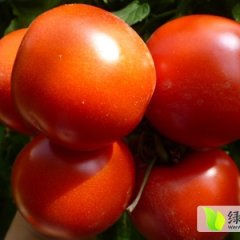 甘肃民勤县地处腾格里西红柿