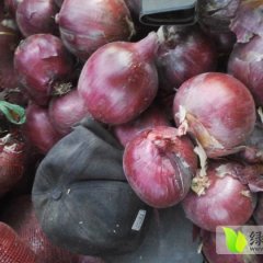 2015玉门洋葱俏销大江南北