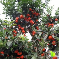 500万斤盖膜沙糖橘待销