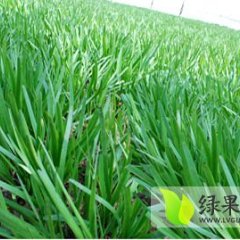 河南中牟 富生韭菜价格行情平稳