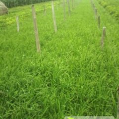 2015中牟韭菜今年价格有看点