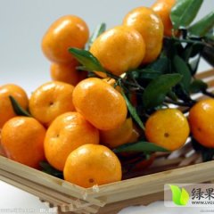 临桂五通周先生1月南丰蜜桔柑橘
