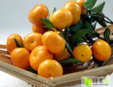 临桂五通周先生1月南丰蜜桔柑橘