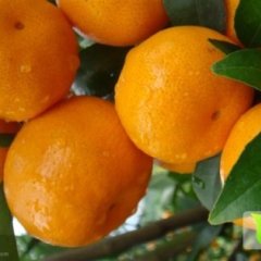 广西临桂沙糖桔火爆招商中