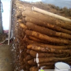 山东安丘山药：兴安街李昆明