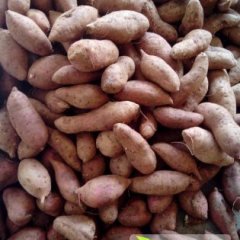 四川雁江商薯19红薯营养丰富