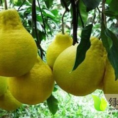 广西阳朔沙田柚