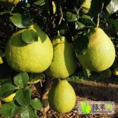 阳朔柚子名优产品,白沙曾建诚信合作