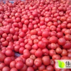 供应：山东费县硬粉西红柿价格便宜上货