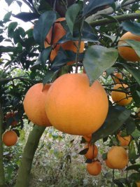 江永粗石何秀龙4月夏橙柑橘