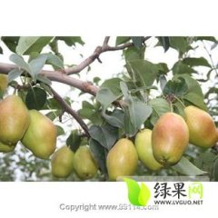 陕西冷库红香酥梨价格红香酥梨大量出售