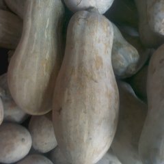 海南昌江金韩密本南瓜绿色无公害