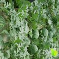 睢宁魏集周书记5月花皮无籽西瓜