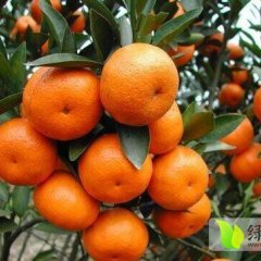 荔浦沙糖桔何去何从,修仁诸葛崇高诚信合作