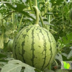 大荔兴旺张国亮6月京欣西瓜