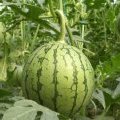 大荔兴旺张国亮6月京欣西瓜