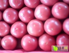 山东海阳暖棚 硬粉大红 西红柿集中上市