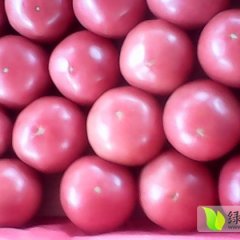 山东海阳暖棚 硬粉大红 西红柿集中上市