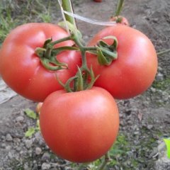 河北肃宁硬粉西红柿火爆招商中