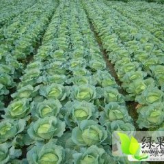 湖南岳阳平包.铁包.绿圆甘蓝大量上市中