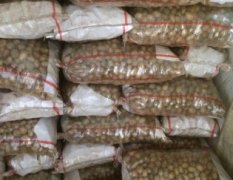 山东滕州荷兰十五土豆随行就市