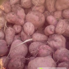 雁江保和朱秀利1月徐薯19红薯