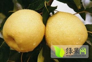 2015大荔梨现在订货有惊喜