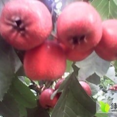 2015唐山山楂价格波动不大