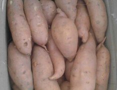 夏津种植红薯上万亩龙薯久 烟薯25 品种全货源足