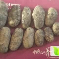 牙克石乌尔陈德海1月荷兰十五土豆