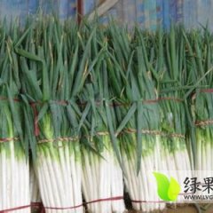 2015滕州姜屯镇马传成长白铁杆大葱