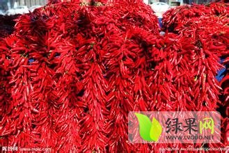 代收金乡辣椒（润腾果蔬）