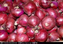 代收金乡优质洋葱（润腾果蔬）