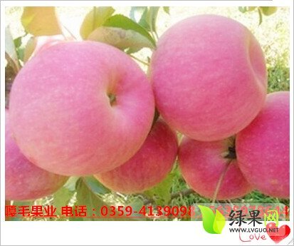 2015年山西临猗红苹果价格