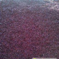 民权辣椒名扬天下,龙塘轩红涛诚信合作