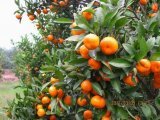 钟山石龙虞明瑞12月沙糖桔