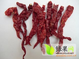 哈密市陶家赵旭龙1月线椒辣椒