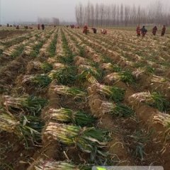 山东曲阜铁杆大葱营养丰富