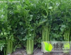 曹县芹菜早买早赚,青岗李建忠诚信合作