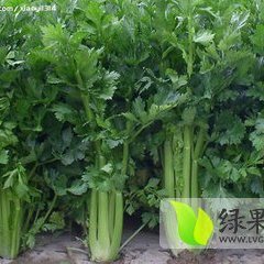 曹县芹菜早买早赚,青岗李建忠诚信合作