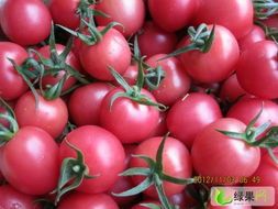 大量供应圣女果千禧，圆粉，粉贝贝等