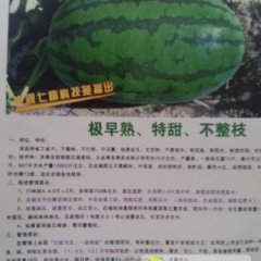 原秧沙地西瓜