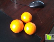 2015麻阳柑橘再不来就没机会了！