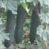 良庆冬瓜产销两旺,南晓郑天立诚信合作