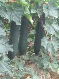 良庆南晓5月黑皮吊瓜冬瓜