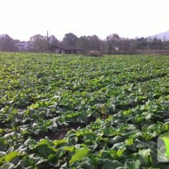 四川会兴生态农业在金堂可泡的大青菜名优特产