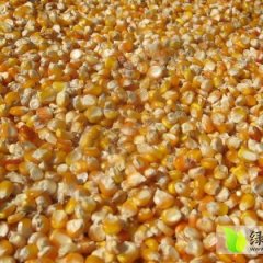 汉川分水郭经理1月黄玉米