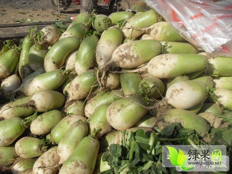 2015年河南通许青皮白萝卜价格