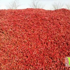 太谷辣椒何去何从武建兵诚信合作